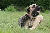 MASTIFF 052